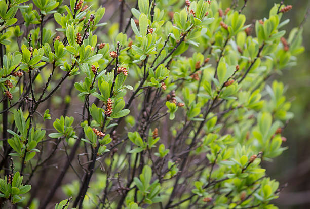 Bog Myrtle (Myrica gale) Other name: Sweet Gale. fen photos stock pictures, royalty-free photos & images