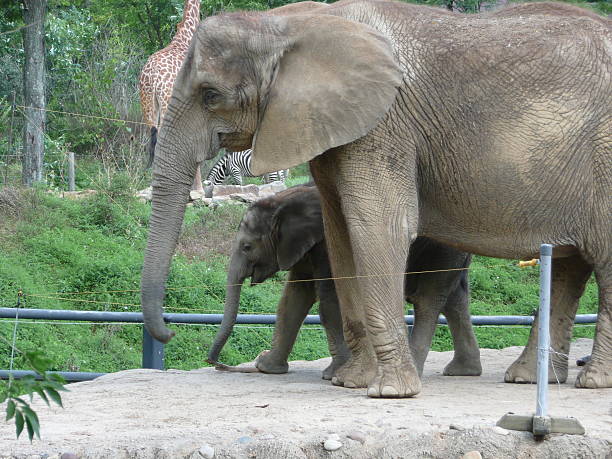 istock Mom and baby elephant 536924061