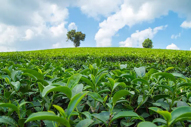 Landscape of Tea Plantation Shui Fong Chiang Rai Province in Thailand.