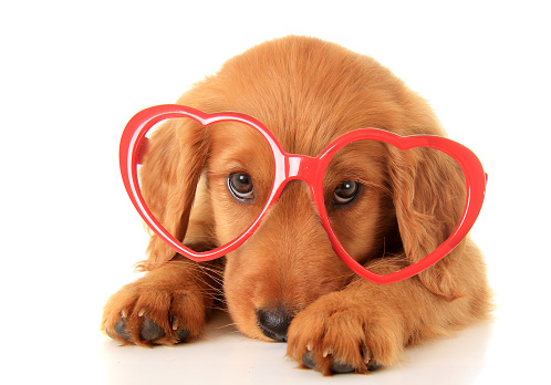 Irish Setter puppy wearing Valentine glasses. 