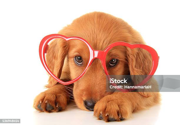 Valentine Heart Puppy Stock Photo - Download Image Now - Valentine's Day - Holiday, Valentine Card, Animal