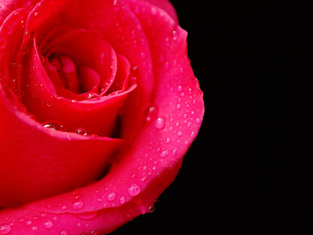 Sweet Rose stock photo