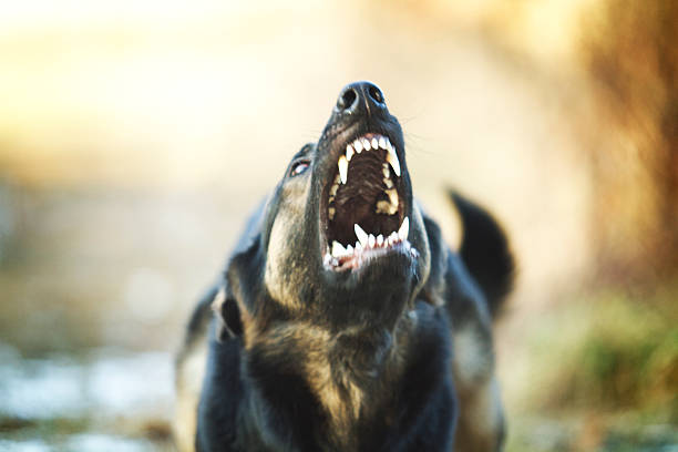 istock Angry young German shepherd barks and growls in defense 536950195