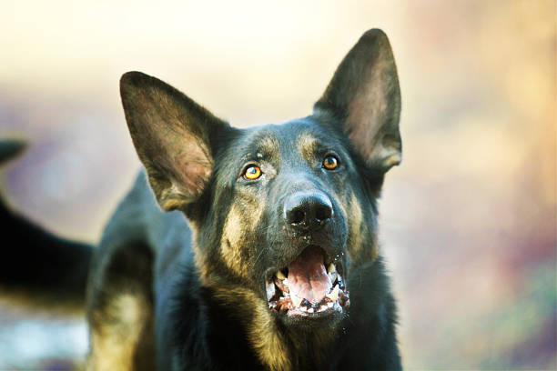 istock Angry young German shepherd barks and growls in defense 536950201