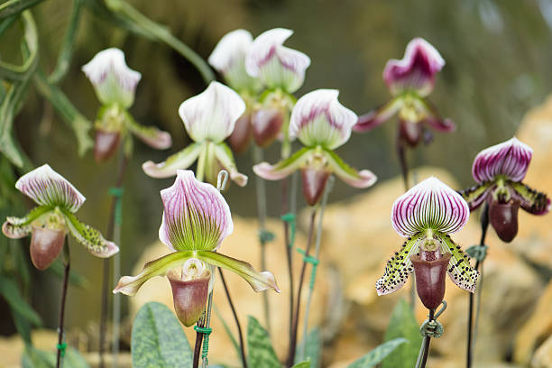 paphiopedilum orchid - ladyslipper foto e immagini stock