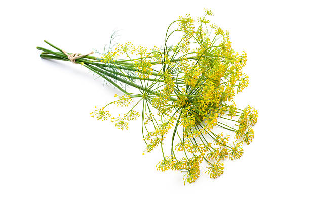 ディル白で分離 - fennel dill flower isolated ストックフォトと画像
