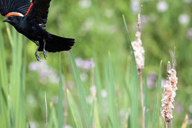 istock Male Red-winged Blackbird Flying 536951309