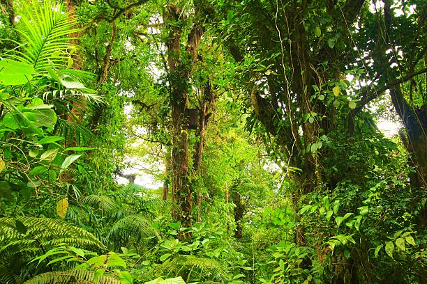 istock vine, ferns and trees 536951501