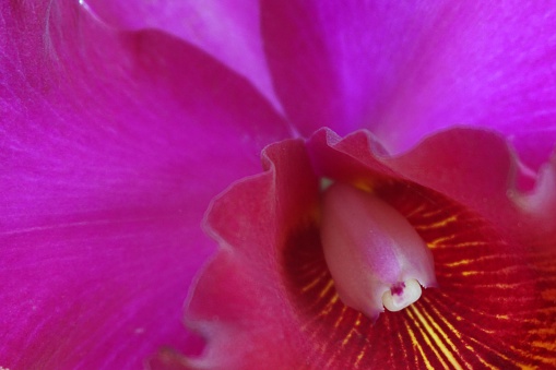 abstract closeup colorful orchid for background used