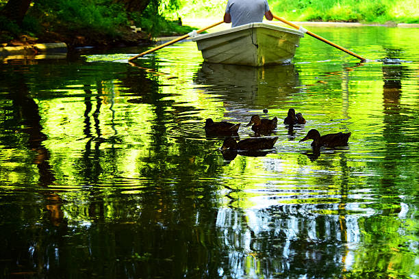 Sportsman in single scull shot from high above, accidentally photographed mallard duck flying above him