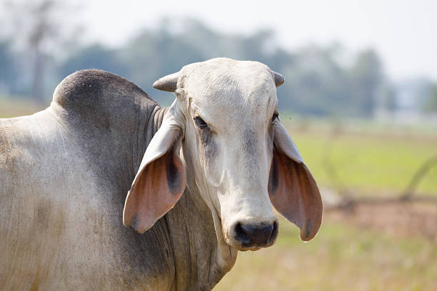 istock Head of a cow 536952245