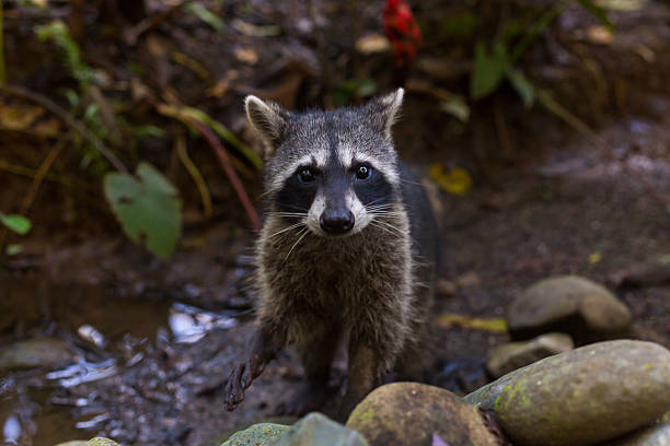 istock Raccoon in Costa Rica 536952863