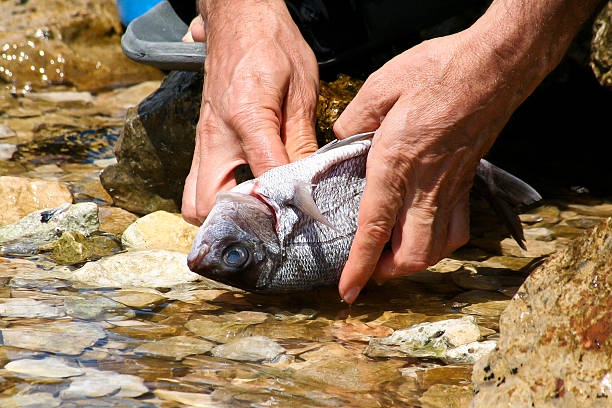 elaborazione di pesce - horse cutting competition foto e immagini stock