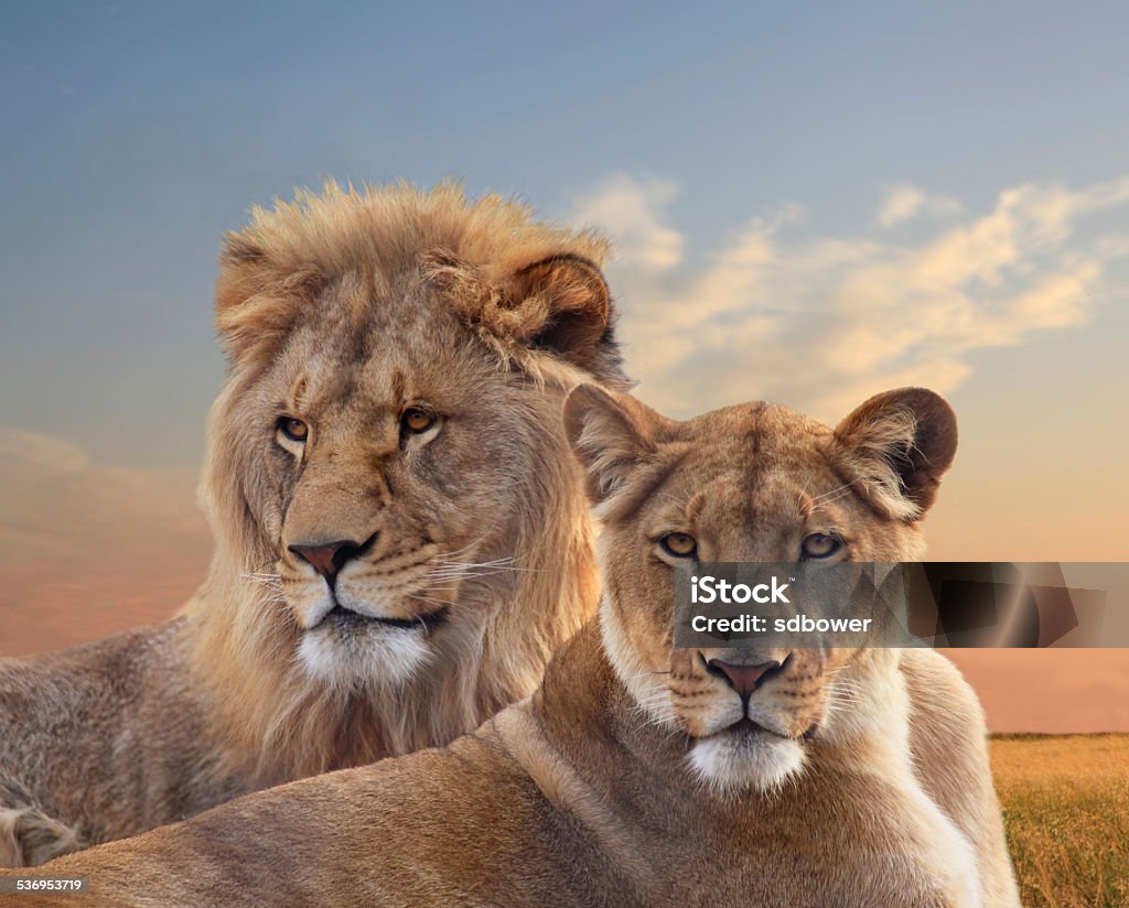 Pair of Young African Lions Resting at Sunset Close Up of a Pair of Young African Lions Resting at Sunset Lion - Feline Stock Photo