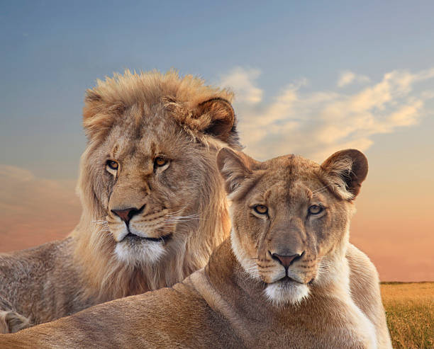 par de leões em repouso jovem africano ao pôr do sol - lioness imagens e fotografias de stock