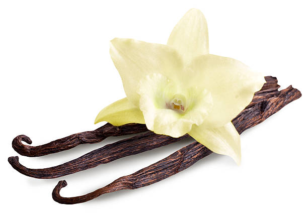 istock Bunch of vanilla sticks and orchid flower. 536954483