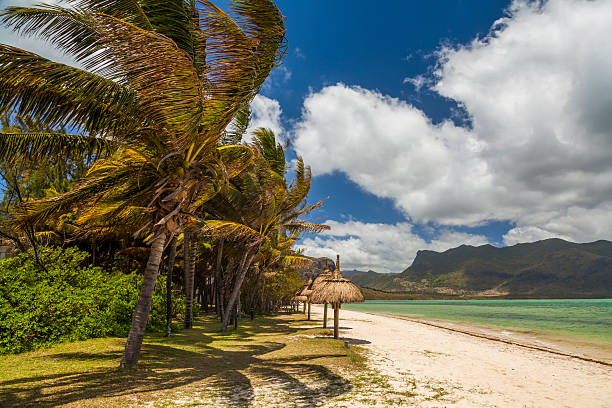 istock The shore of a tropical island 536954571