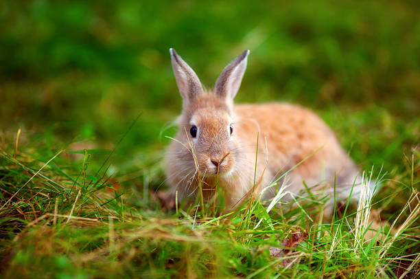 pequeno coelho na grama - pygmean imagens e fotografias de stock