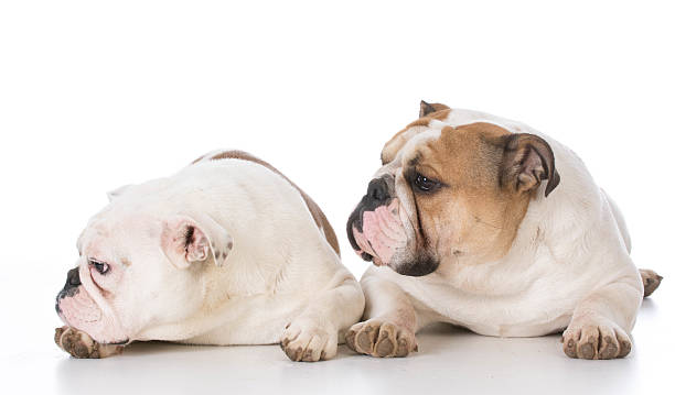 istock two english bulldogs 536955150