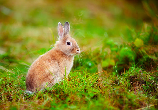 pequeno coelho na grama - pygmean imagens e fotografias de stock