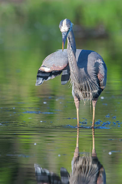 istock Great Blue Heron Fishing 536956703