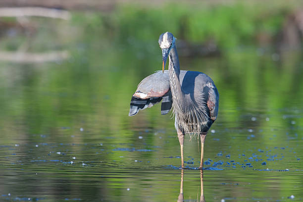 istock Great Blue Heron Fishing 536956705
