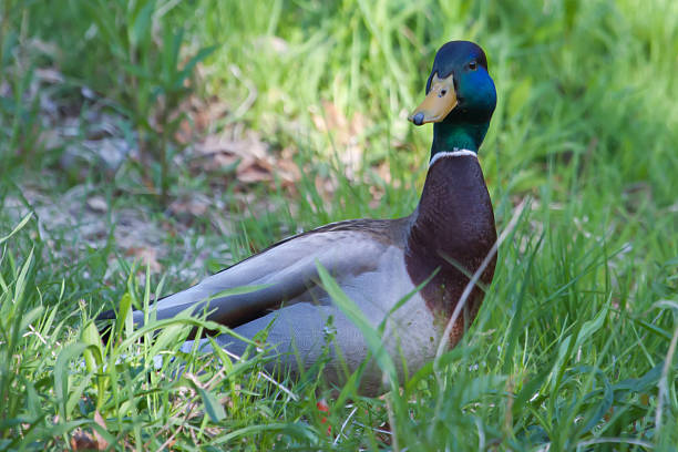 istock Mallard side view Portrait in soft focus 536957661