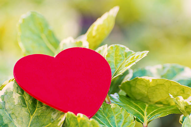 istock Red heart on green leaf with nature background 536957677