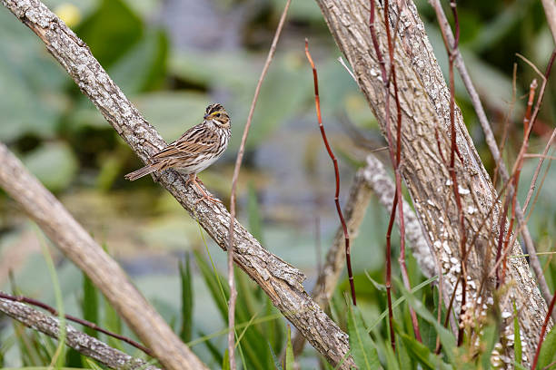 gorrión sabanero (passerculus sandwichensis) ubicados en derivación - passerculus fotografías e imágenes de stock