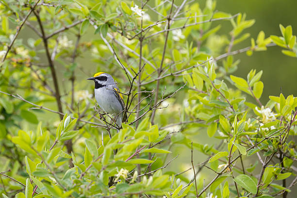 istock Closeup of a Golden-winged Warbler (Vermivora chrysoptera) 536964288