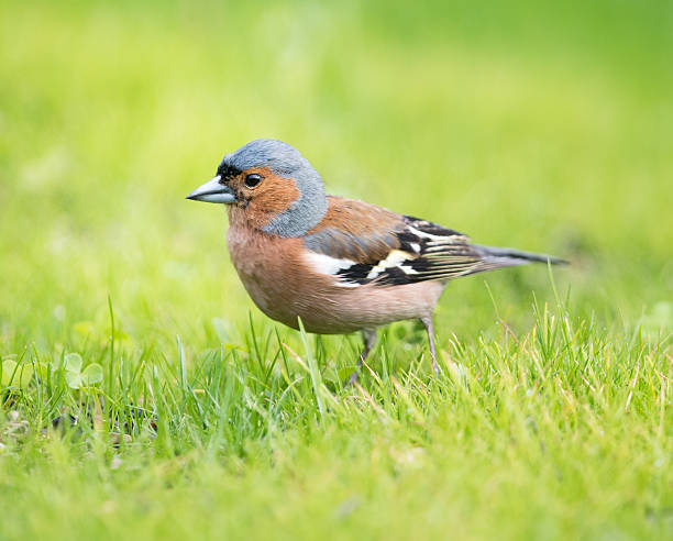 buchfink, tentilhão (fringilla coelebs - chaffinch - fotografias e filmes do acervo