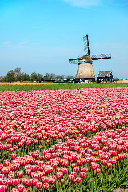 istock Tulips and Windmill, near Schagen, the Netherlands 536970314