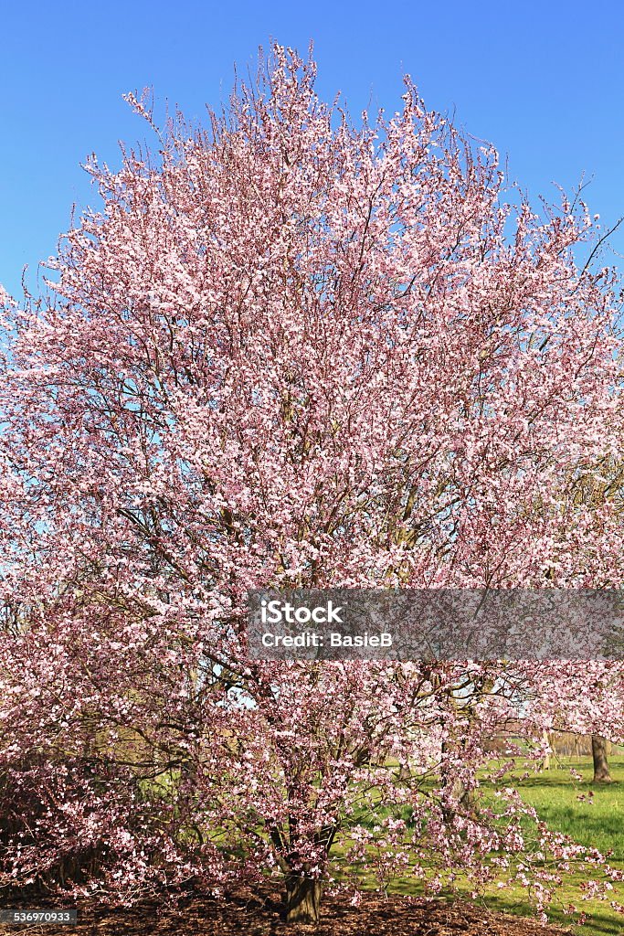 Blühende Blut plum - Lizenzfrei 2015 Stock-Foto