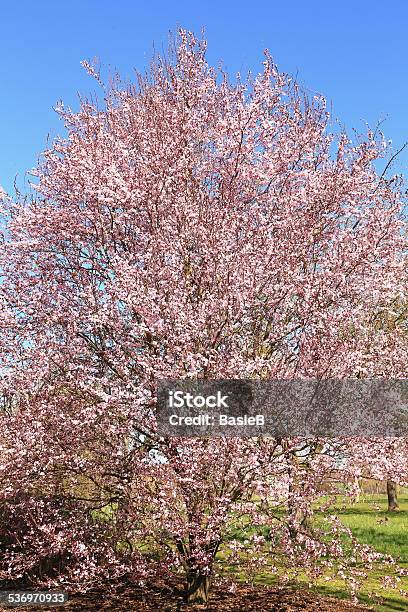 Blühende Blut Plum Stockfoto und mehr Bilder von 2015 - 2015, Baumblüte, Blau