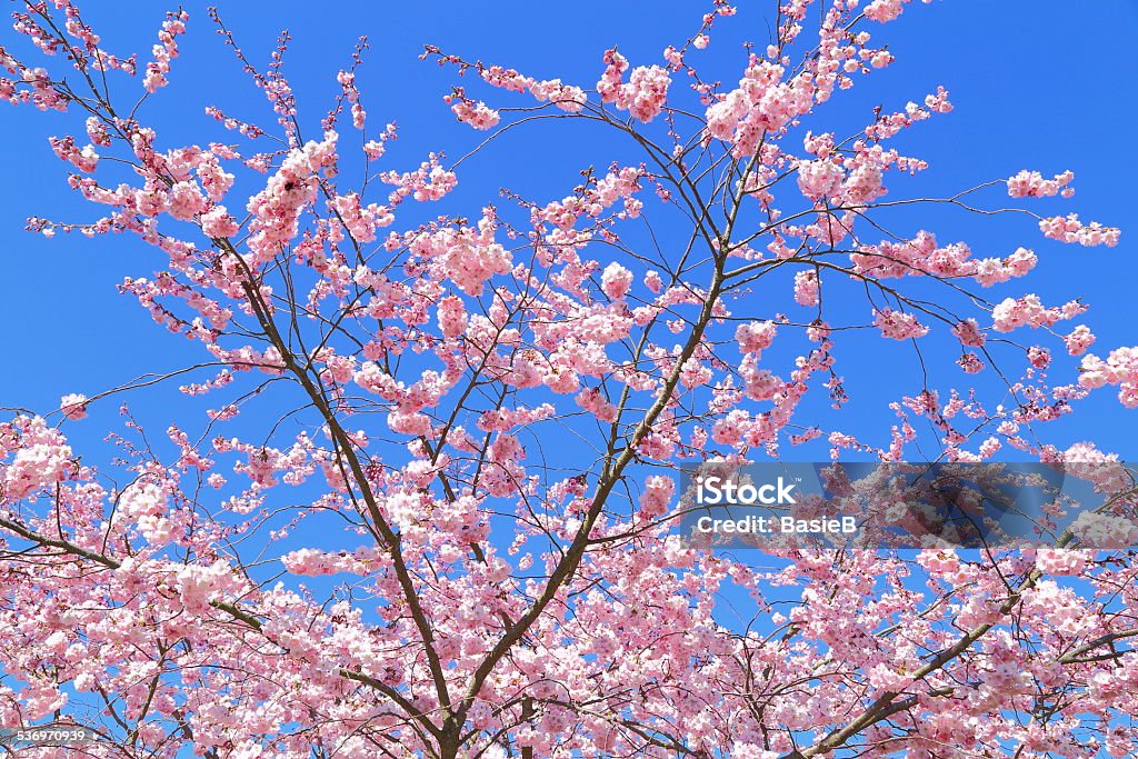 Blühenden Kirschbaum - Lizenzfrei Japanische Blütenkirsche Stock-Foto