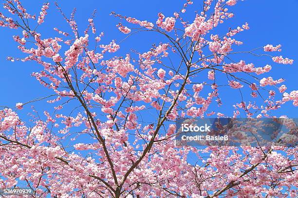 Blühenden Kirschbaum Stockfoto und mehr Bilder von Japanische Blütenkirsche - Japanische Blütenkirsche, 2015, Baumblüte