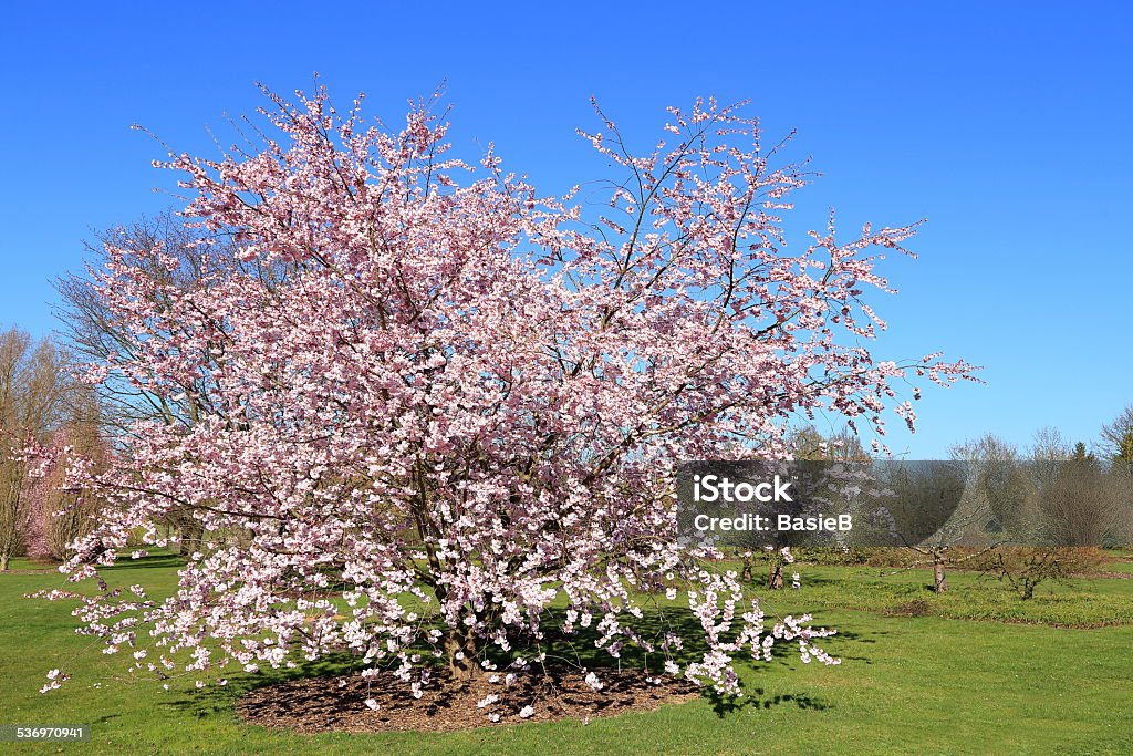 Blühenden Kirschbaum - Lizenzfrei 2015 Stock-Foto