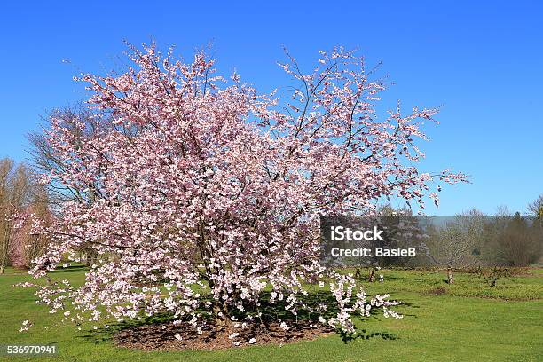 Blühenden Kirschbaum Stockfoto und mehr Bilder von 2015 - 2015, Baumblüte, Blau