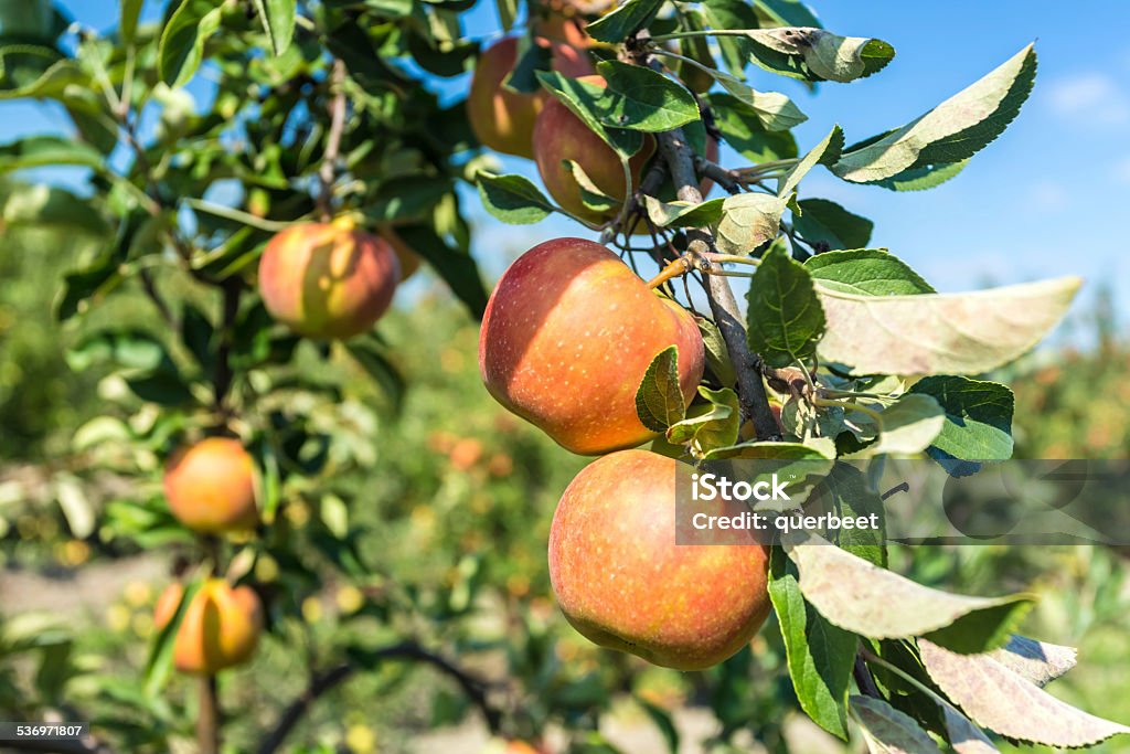 Äpfel - Lizenzfrei 2015 Stock-Foto