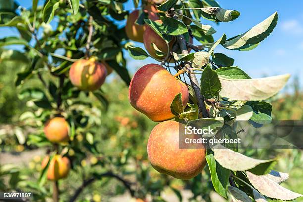 Äpfel Stockfoto und mehr Bilder von 2015 - 2015, Agrarbetrieb, Apfel