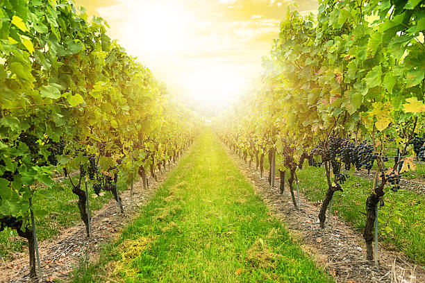 istock Swiss vineyard in sunset in Alps, Europe 536971841