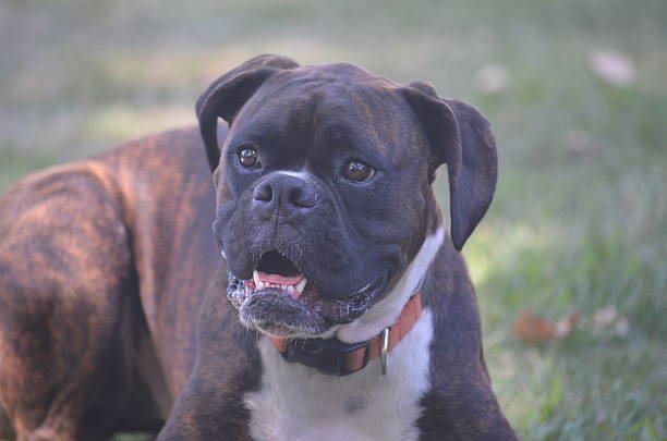 istock Brown boxer dog sitting on a lawn. 536972475