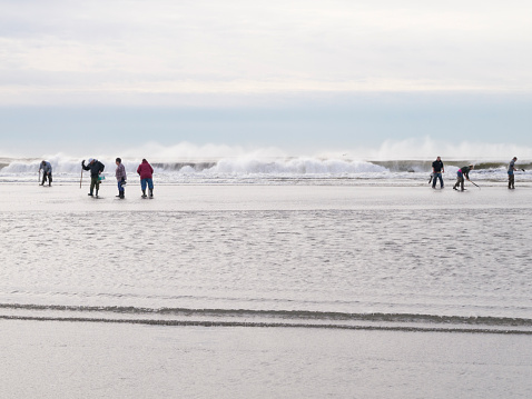 A group of people on the beach at Ocean Shores, WA, harvesting razor clams in February.