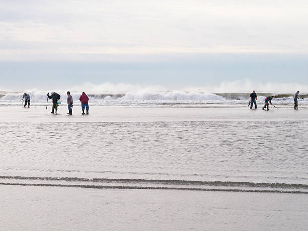 Group of people harvesting clams at the beach. A group of people on the beach at Ocean Shores, WA, harvesting razor clams in February. razor clam stock pictures, royalty-free photos & images