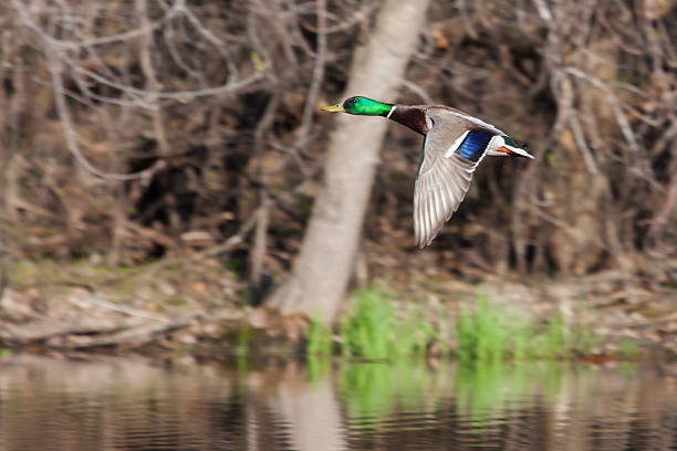 istock Male Mallard in flight 536972925