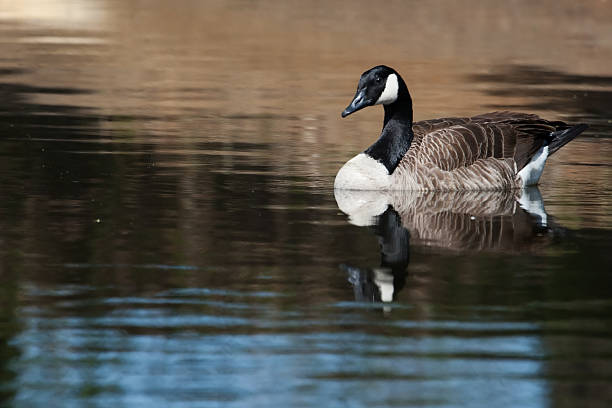 istock Canadian Goose swimming 536973907