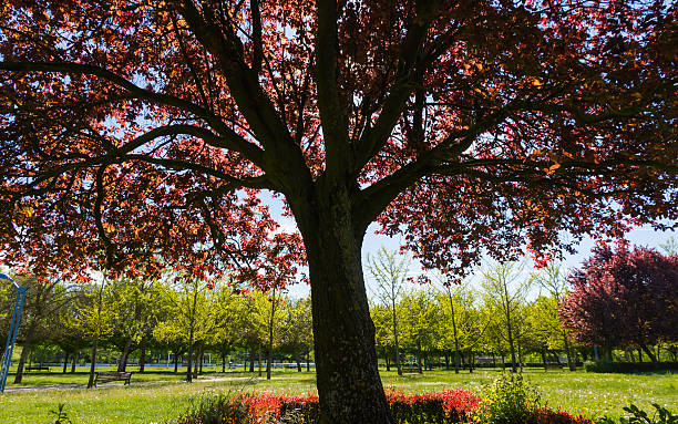 istock Trees in Spring Park - Arboles de Parque en Primavera 536974641