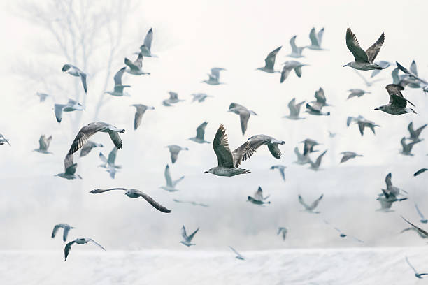 gaivotas voar junto à costa - gulls in flight birds over water foggy scene with birds imagens e fotografias de stock