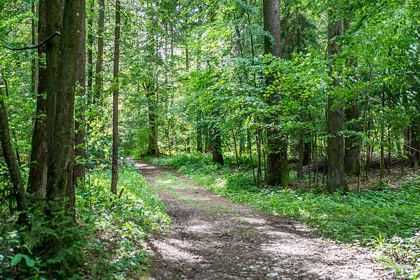 istock Forest track through lush green woodland 536975595