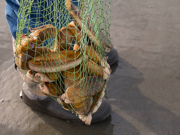 Mesh Bag filled with Razor Clams Close-up shot of a person holding a mesh bag filled with freshly harvested razor clams. Ocean Shores, Washington State. razor clam stock pictures, royalty-free photos & images